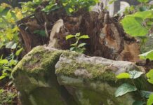 Leise Zeugen zwischen Zerfall und Zukunft Zerfallener jüdischer Grabstein 2018 auf dem jüdischen Friedhof in Schopfloch. Foto: Borée