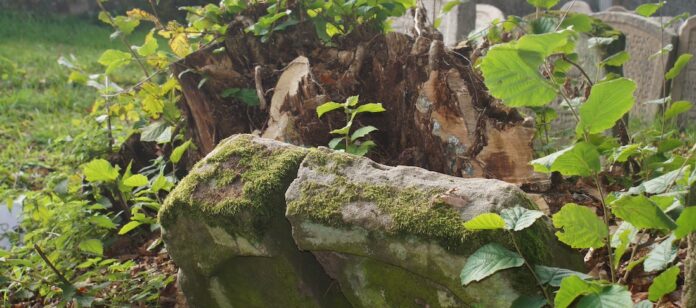 Zerfallener jüdischer Grabstein 2018 auf dem jüdischen Friedhof in Schopfloch. Foto: Borée